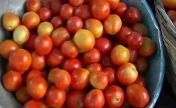 Tomato Prices Have Increased Due To Heavy Rains In Rajasthan: Wholesalers
