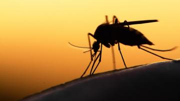 All About Malaria, Which We Have in the U.S. Now