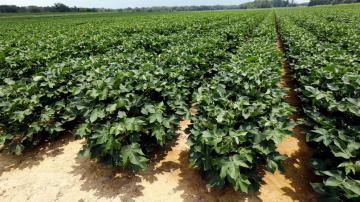 Mississippi farms pay overdue wages for favoring immigrants over local Black workers, agency says