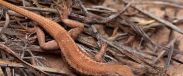 Rare lizard found in major US oil patch proposed as endangered species