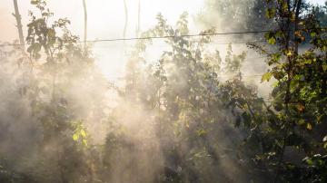 Three Ways to Help Your Garden Recover From Wildfire Smoke