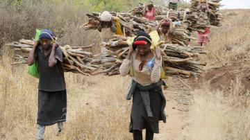 Kenya's president lifts 6-year logging ban to create jobs. Environmentalists are concerned