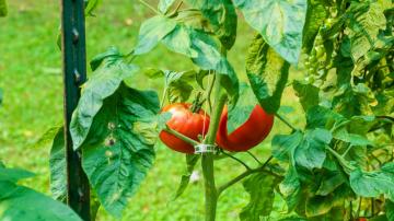 The Three Best Ways to Trellis Your Tomatoes