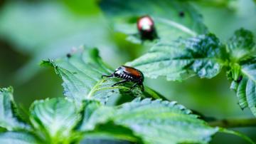 The Fastest Way to Get Rid of Japanese Beetles in Your Garden