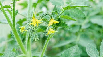 Your Vegetable Plants Might Need Hormone Therapy