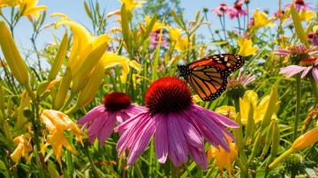 Save Money Gardening by Growing Your Own Perennials From Seed