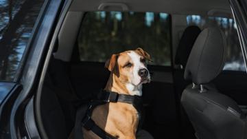 These Are the Signs Your Dog Is Getting Car Sick