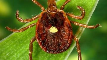 A meat allergy caused by tick spit is getting more common, CDC says