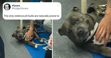 Adorable pittie rips savage fart on train, internet has a field day (20 Photos)