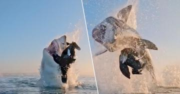 Take a bite out of some shark GIFs for Shark Week (18 GIFs)