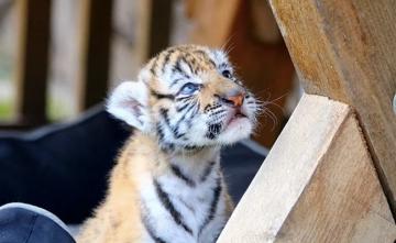 Tiger Cub in Rajasthan Named After Paralympic Medallist Avani Lekhara