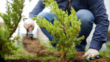 Avoid These Mistakes When Planting Trees in Your Yard