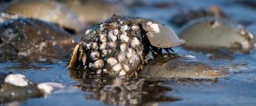 Blue blood from horseshoe crabs is valuable for medicine, but a declining bird needs them for food