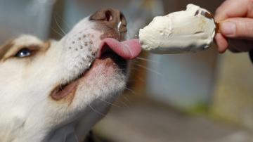 Keep Your Dog Cool With These DIY Frozen Treats