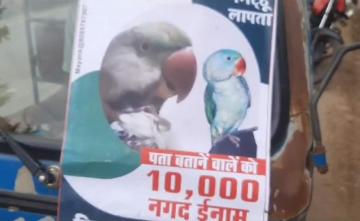 Parrot Goes Missing, Madhya Pradesh Man Offers Rs 10,000 Cash Reward