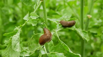 Make Easy Garden Pest Traps With These Common Kitchen Staples