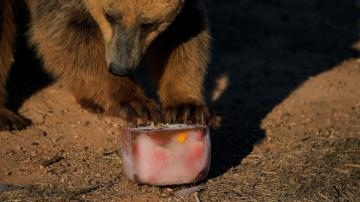 A Greek zoo serves up frozen meals to animals to help them beat the heat