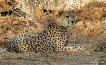 No Plan For Cheetah Relocation From Kuno National Park: Minister