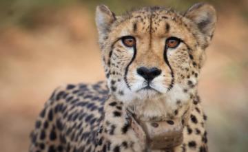 "No Reasons To Doubt Centre's Arguments": Supreme Court On Cheetah Deaths
