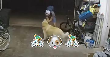 Bike Thief Can’t Resist Stopping to Pet Dog
