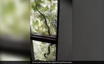 Spectacled Cobra Spotted Slithering In Forest Office In Himachal Pradesh