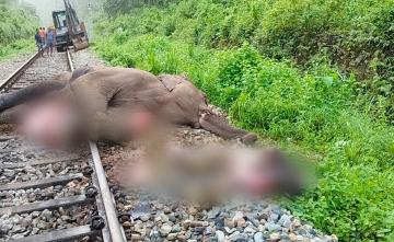 Pregnant Elephant Dies After Being Hit By Goods Train In West Bengal