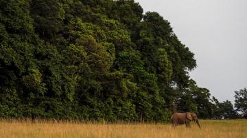 A $500 million deal to restore Gabon's coast reignites climate finance debate