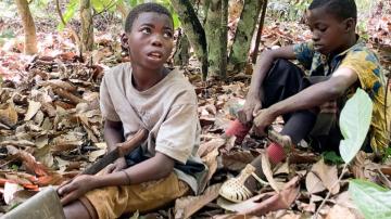 Advocates sue federal government for failing to ban imports of cocoa harvested by children
