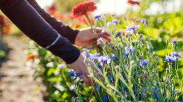 Do These Tasks This Month to Prepare Your Garden for Fall
