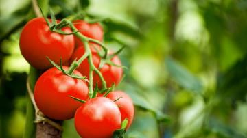 Four Ways to Preserve All Your Tomatoes at the Same Time