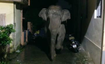 Panic After Elephant Spotted Roaming In Residential Area In Rishikesh