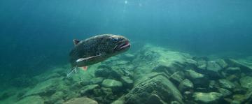 Judge OKs updated Great Lakes fishing agreement between native tribes, state and federal agencies