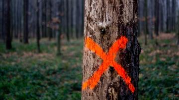 Here's What Those Spray Paint Marks on Trees Mean