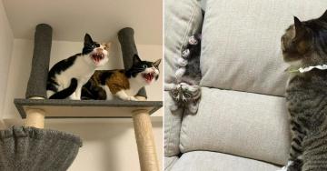 Cat behavior is somehow predictable yet totally unexplainable (30 Photos)