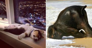 If only we could tap into the power of sleep like these animals (30 Photos)