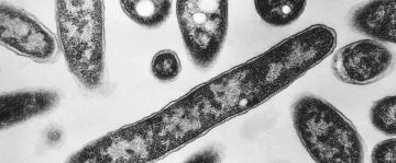 Legionnaires' disease outbreak in southeast Poland on decline with only 1 new case