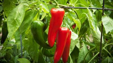 How to Overwinter Your Pepper Plants