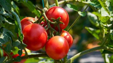 How to Overwinter Your Tomato Plants