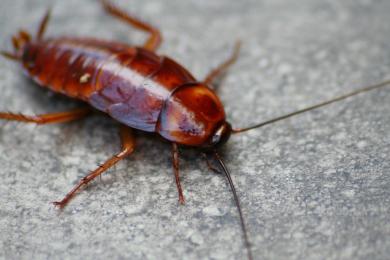 This Is Not a Drill: Cockroach Milk Sounds Gross, but It Could Be the New Superfood