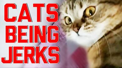 Cats Being Jerks Video Compilation (April 2015) || FailArmy