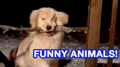 DOG STUCK WITH STICK | Funniest Pets and Animal Fails | AUGUST 2018
