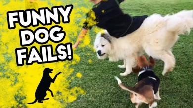 FUNNY DOG FAILS | Funniest Dog Videos on Youtube! | FB, IG, SNAPCHAT | September 2018