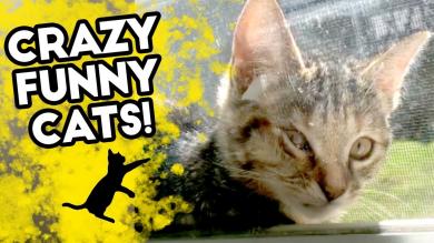 CRAZY FUNNY CATS | These are the Funniest CAT FAILS | 2018