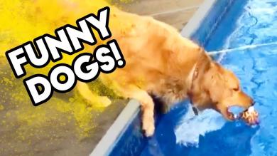 [20 MINS] FUNNY DOG VIDEO | Fido Cant Fetch! | OCTOBER 2018