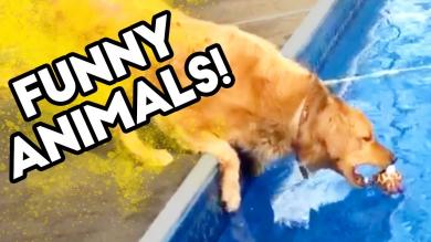 [20 MINS] FUNNY ANIMAL VIDEO | Fido Cant Fetch! | OCTOBER 2018