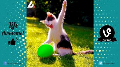 Try Not to Laugh Funny Cute Cats Playing Ball Compilation 2018