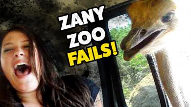 ZANY ZOO FAILS! | Funny Zoo Animals | November 2018
