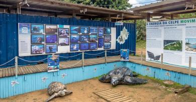 Una visita al Proyecto Tamar, clave en la protección de las tortugas marinas en Brasil