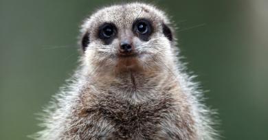 A Meerkat Can Eat a Roach Named After Your Ex For Valentine's Day, So, That's 1 Option