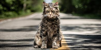 Pet Sematary Has Screened, Here Are The Early Reactions